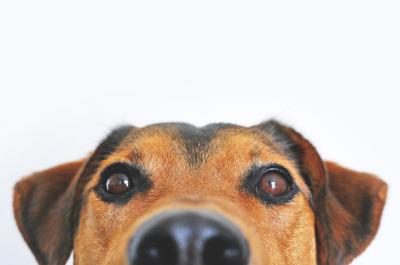 dog 3